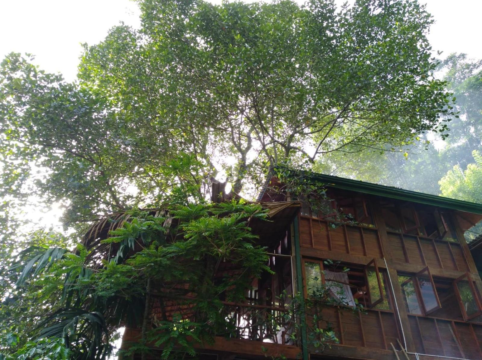Ella Treehouse Hotel Eksteriør billede